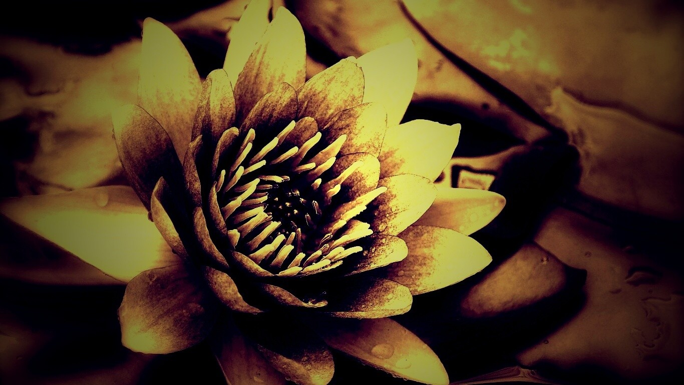 Кувшинка обои