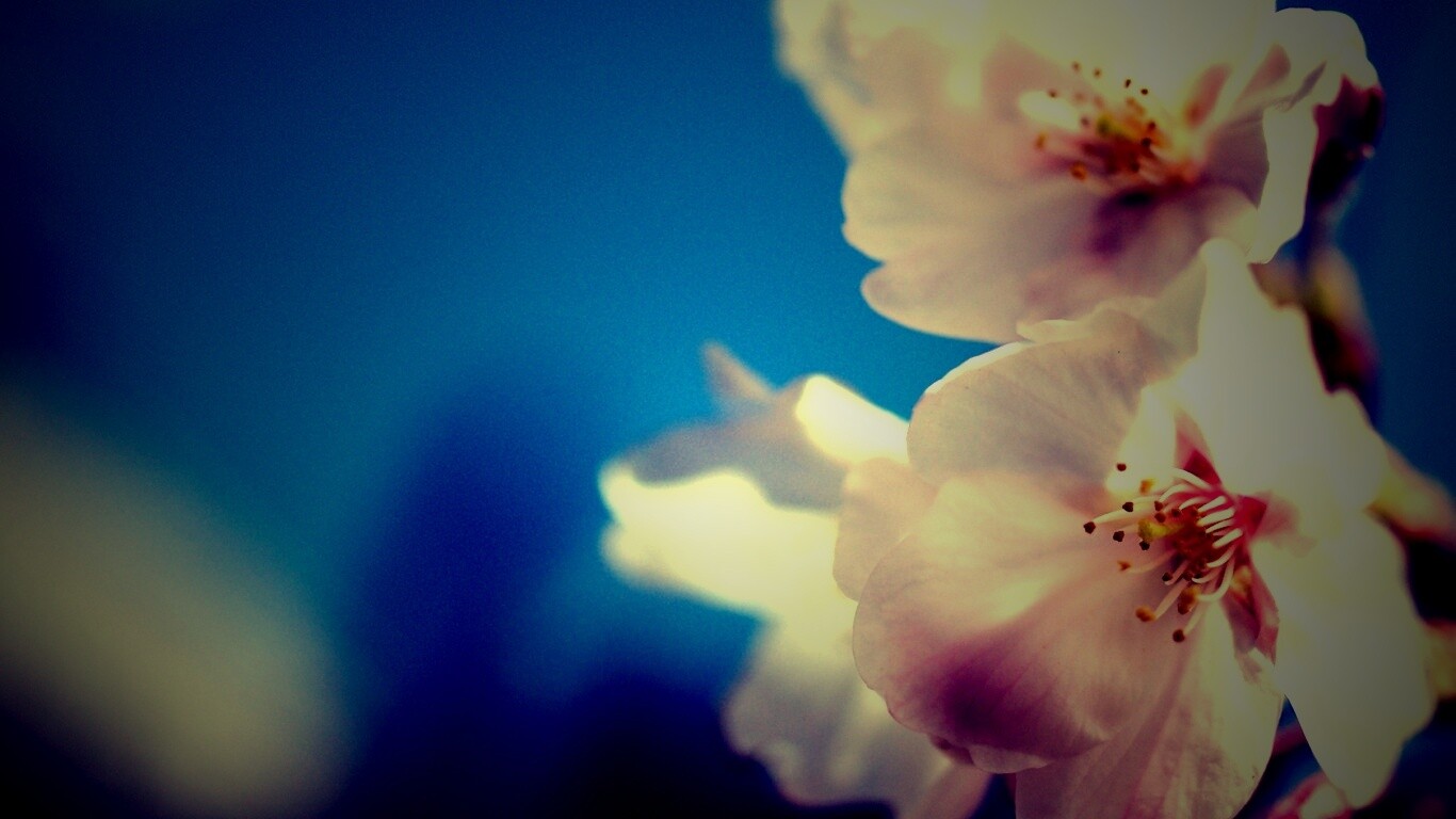 Нежные белые цветы обои