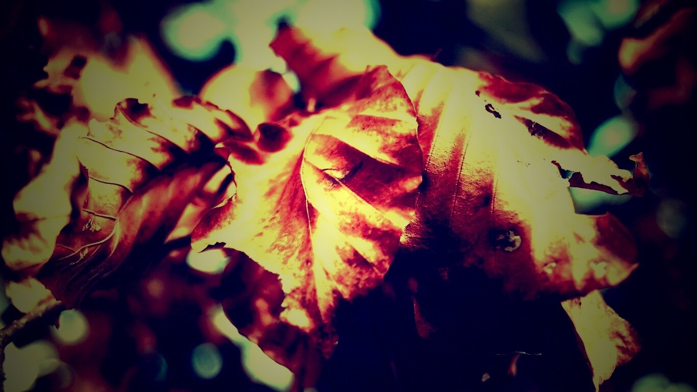 Засохший лист обои