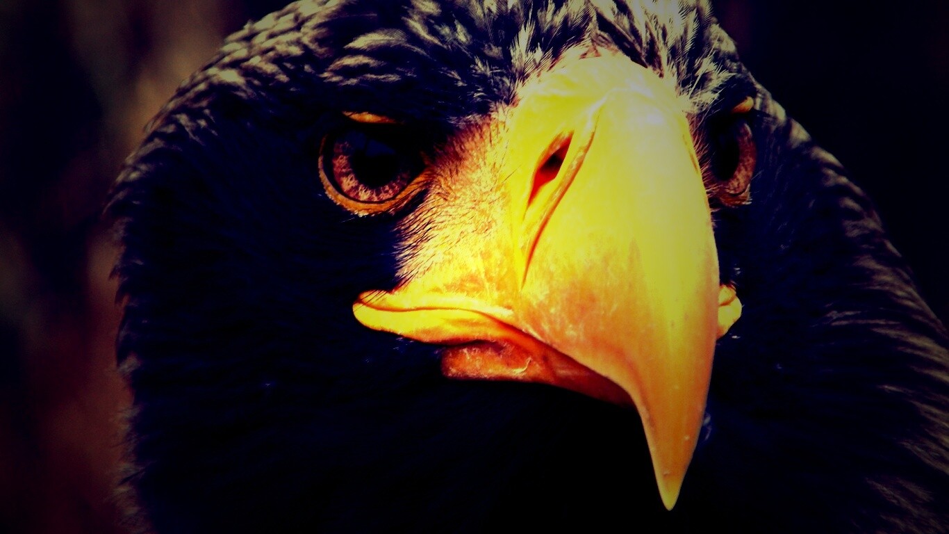 Орёл - птица гордая обои