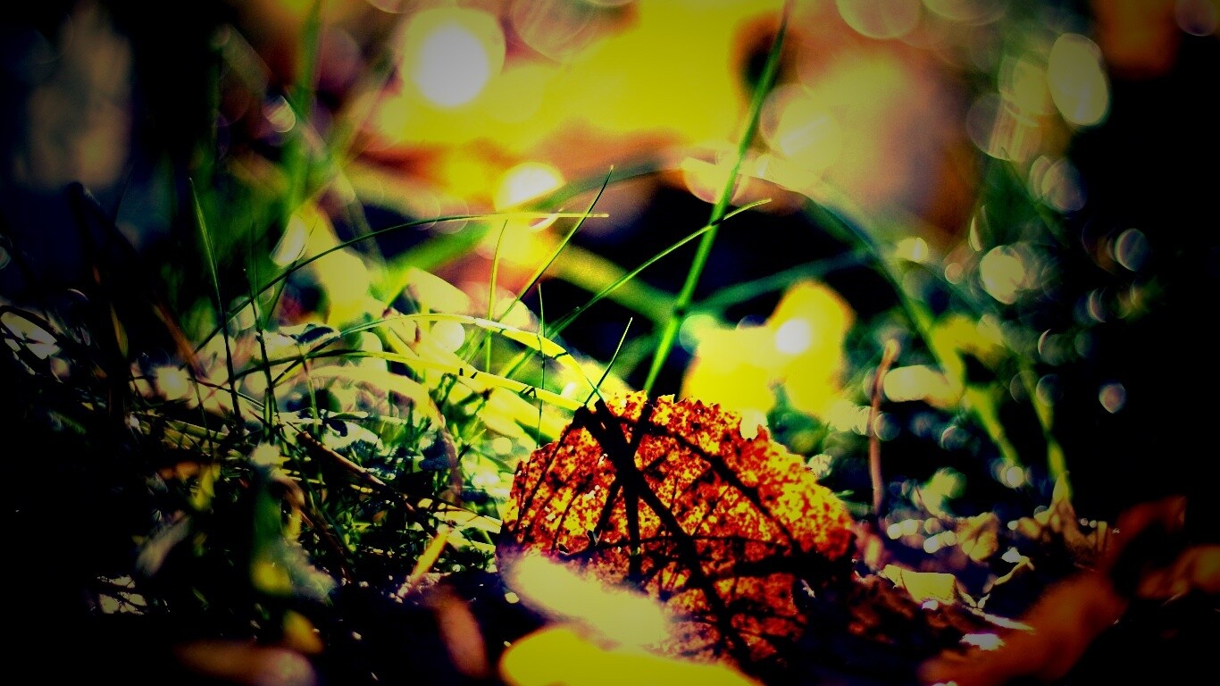 Опавший лист в траве обои