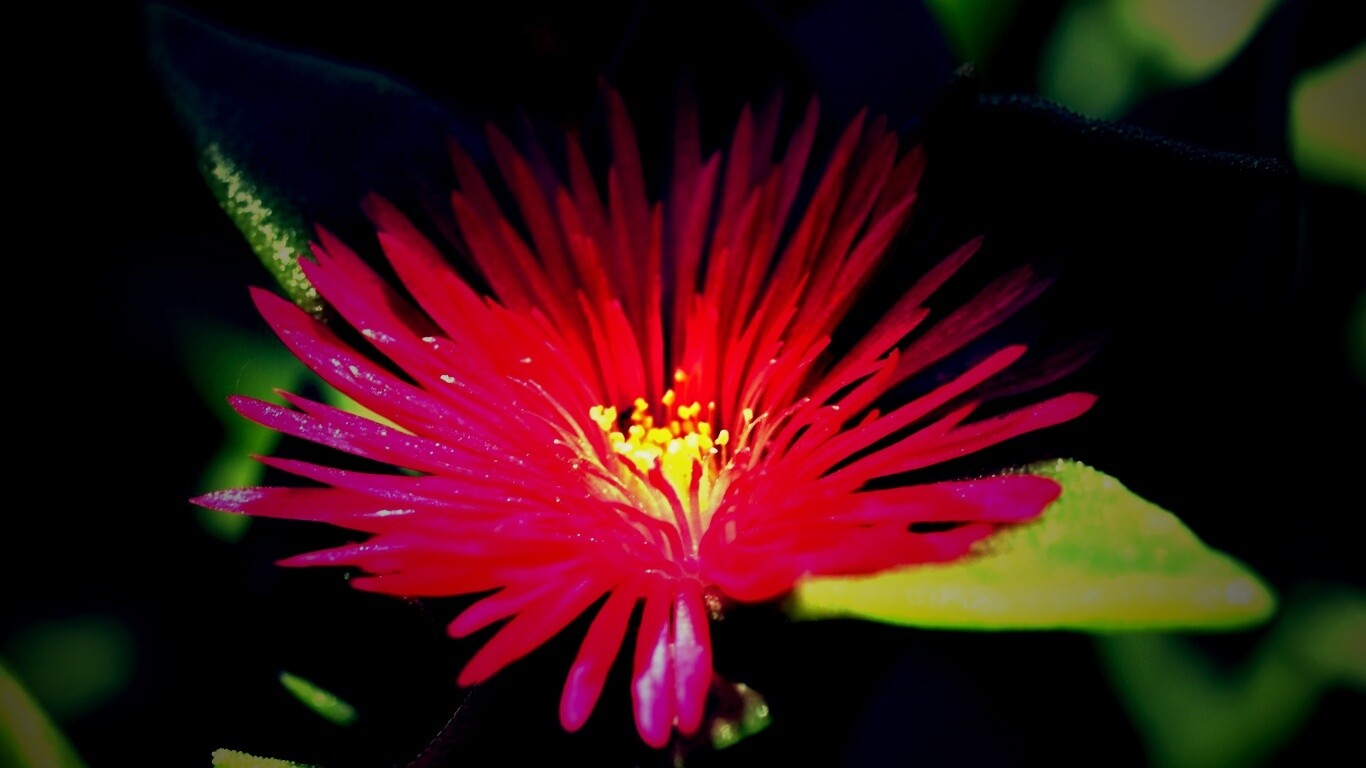 Чудесный цветок обои