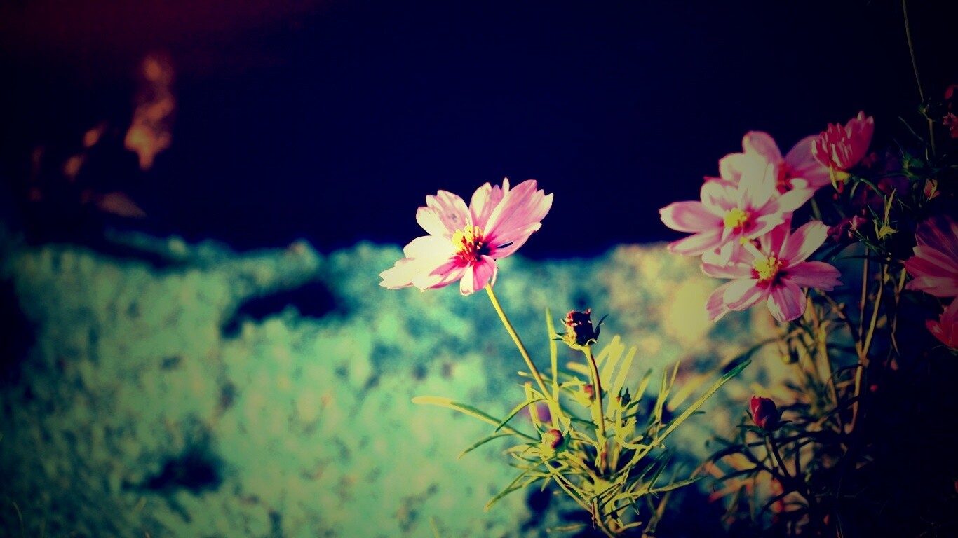 Полевой цветок обои