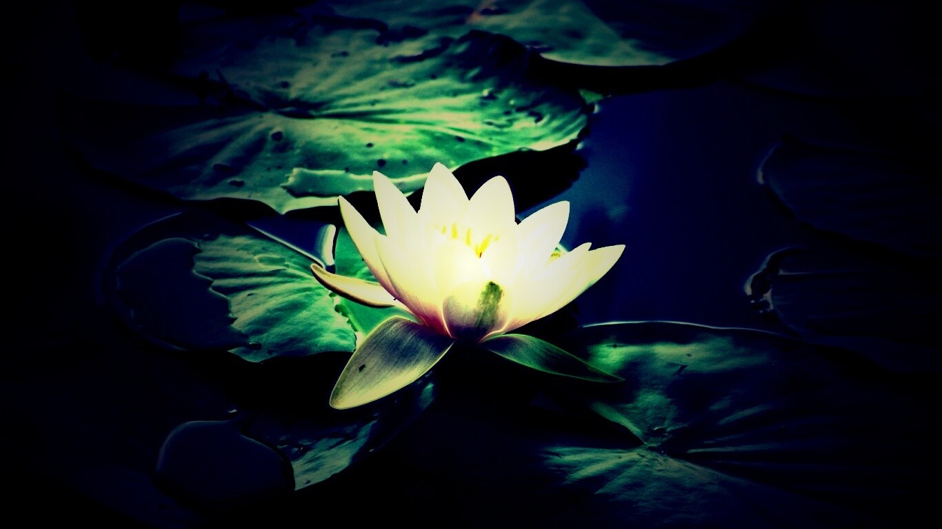 Кувшинка обои