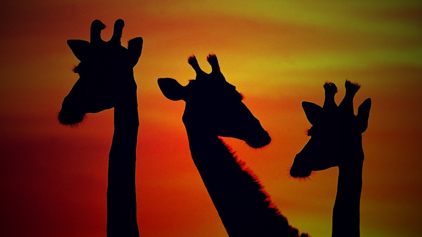 Три силуэта жирафов на фоне неба обои