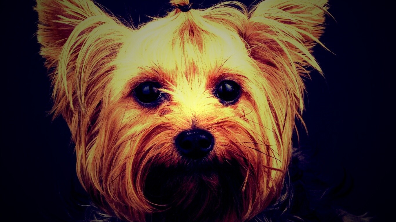 Йоркширский терьер обои