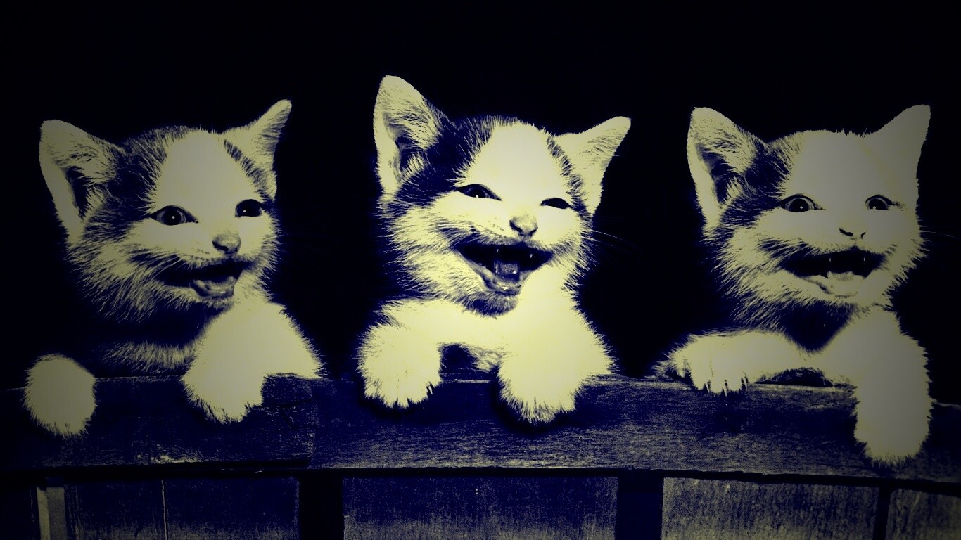 Три милых котенка обои