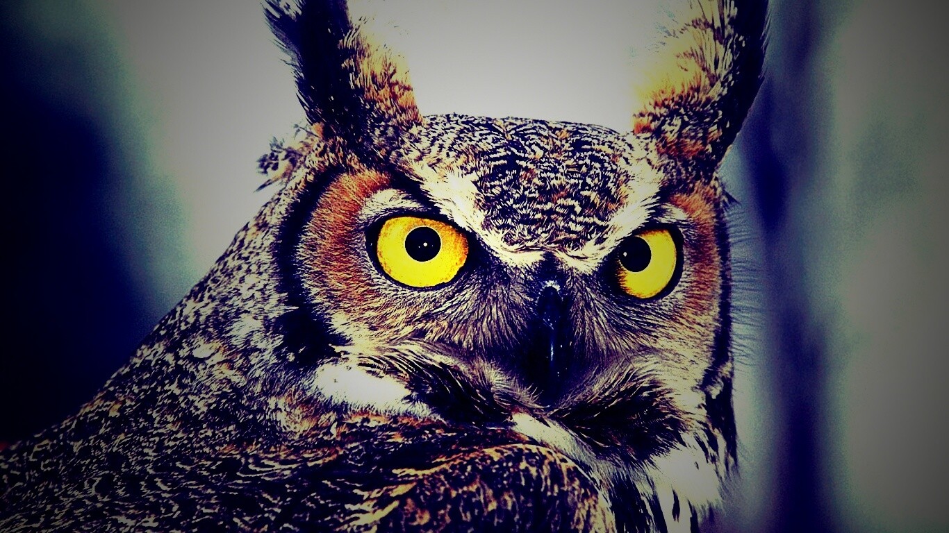 Орлиная сова обои