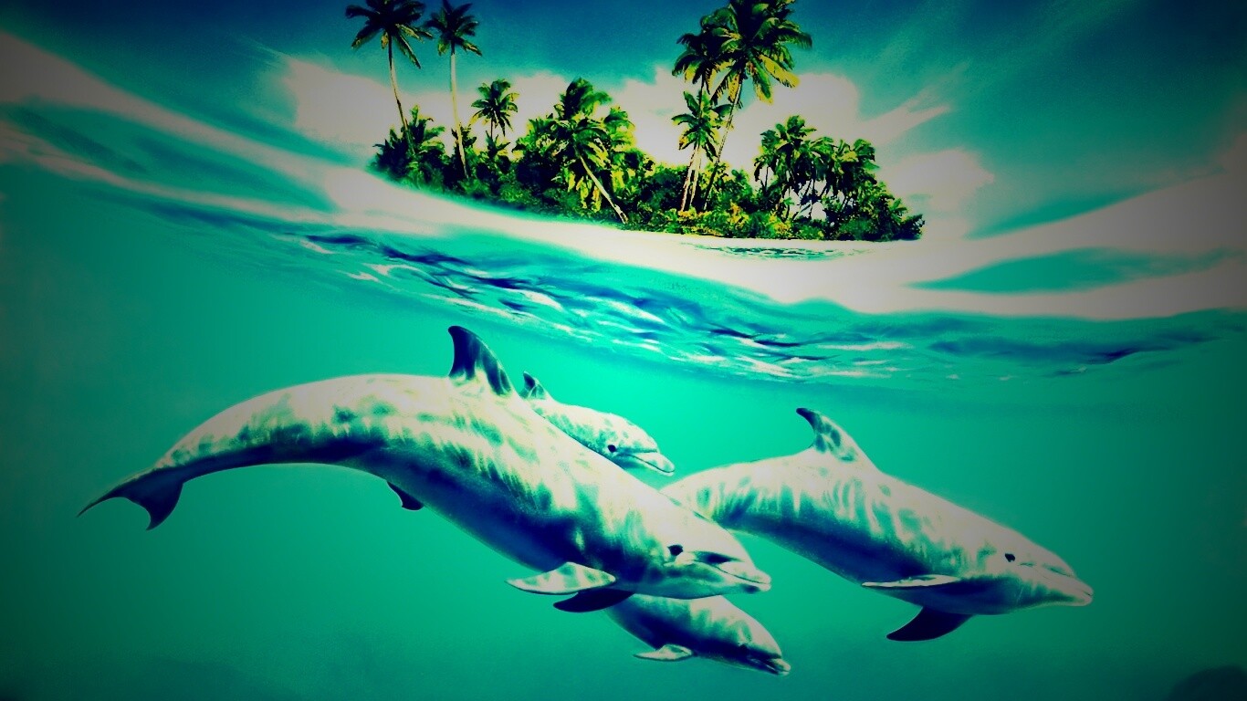 Остров дельфинов обои