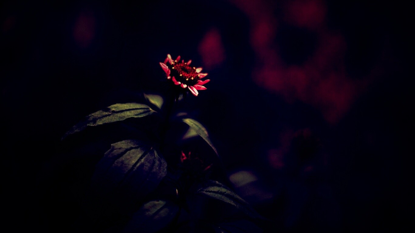 Фотография цветка обои