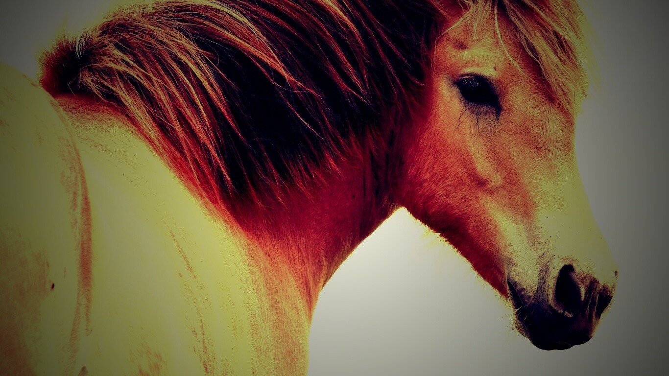 Гривастый конь обои