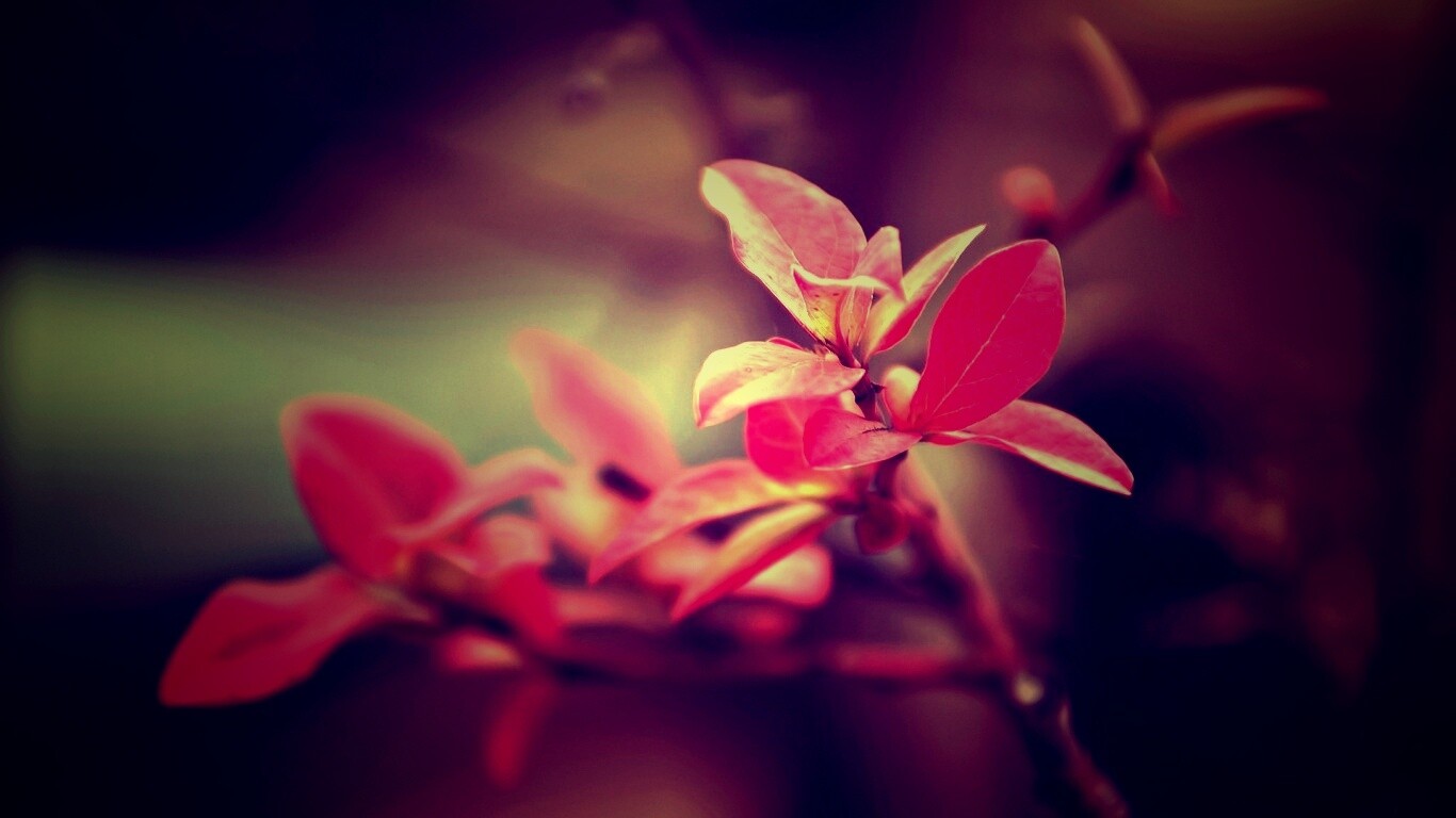 Красные листья на ветке обои