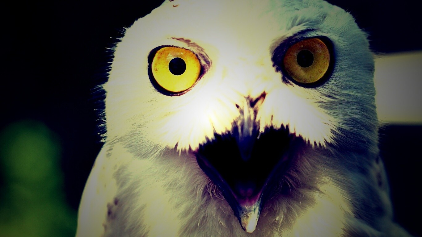 Сова в шоке! обои