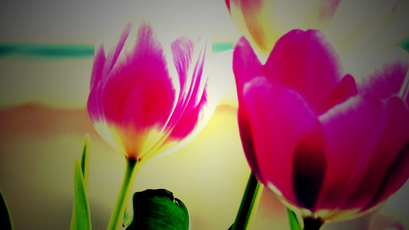 Тюльпаны обои