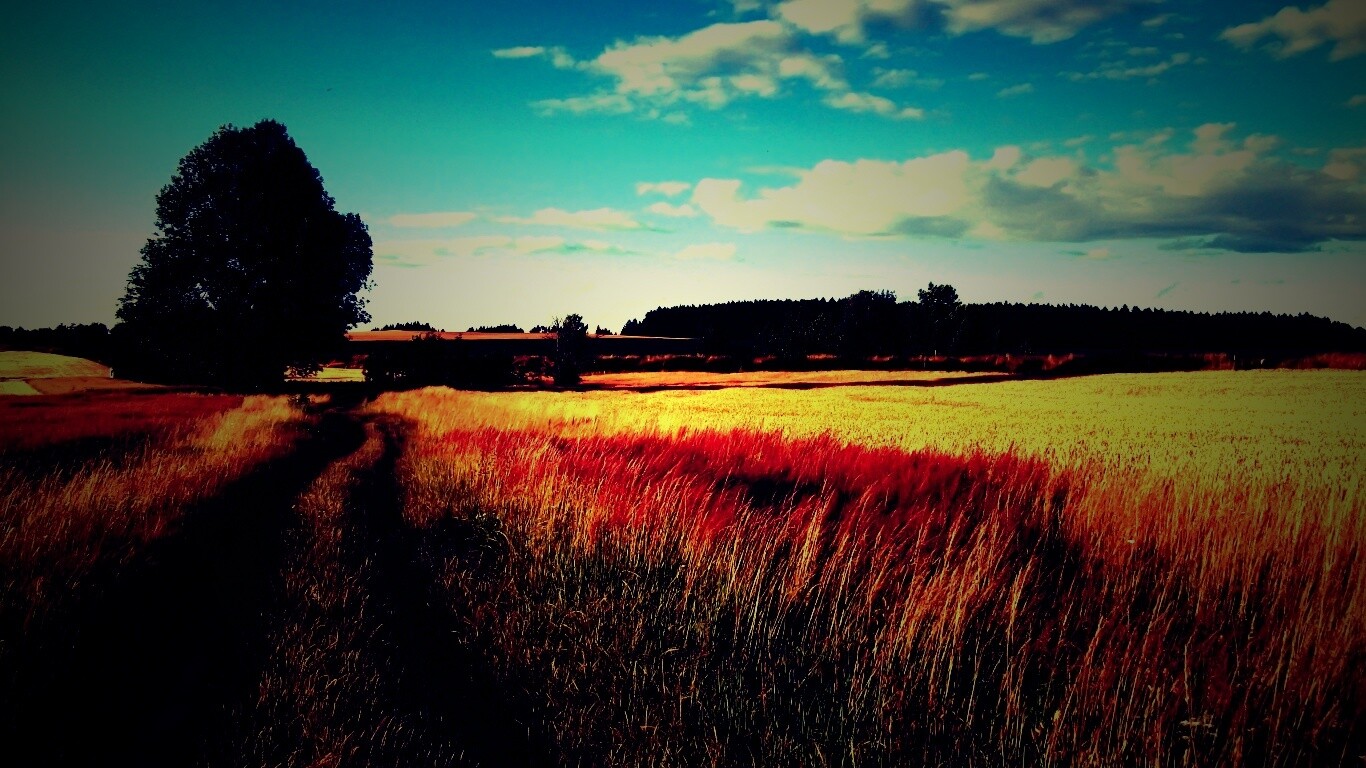 Колея в поле обои