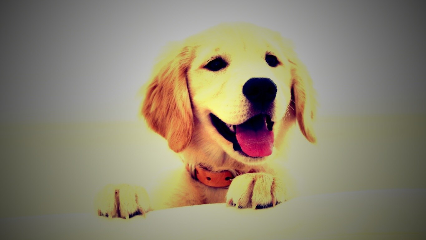 Щенок голден ретривера обои