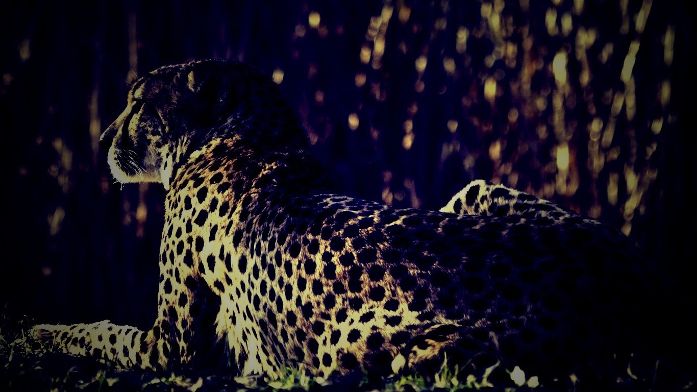 Гепард обои