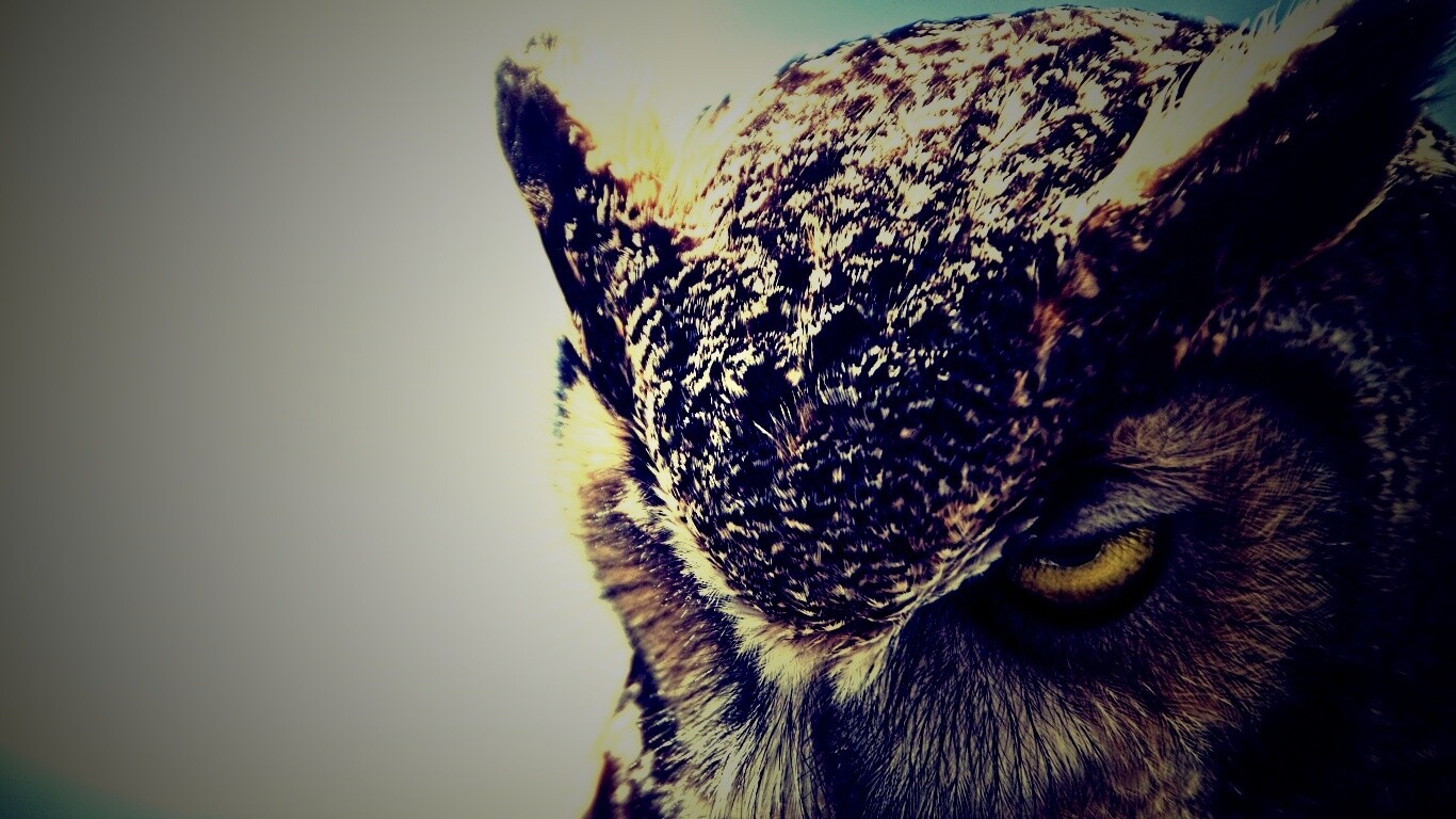 Злая сова обои