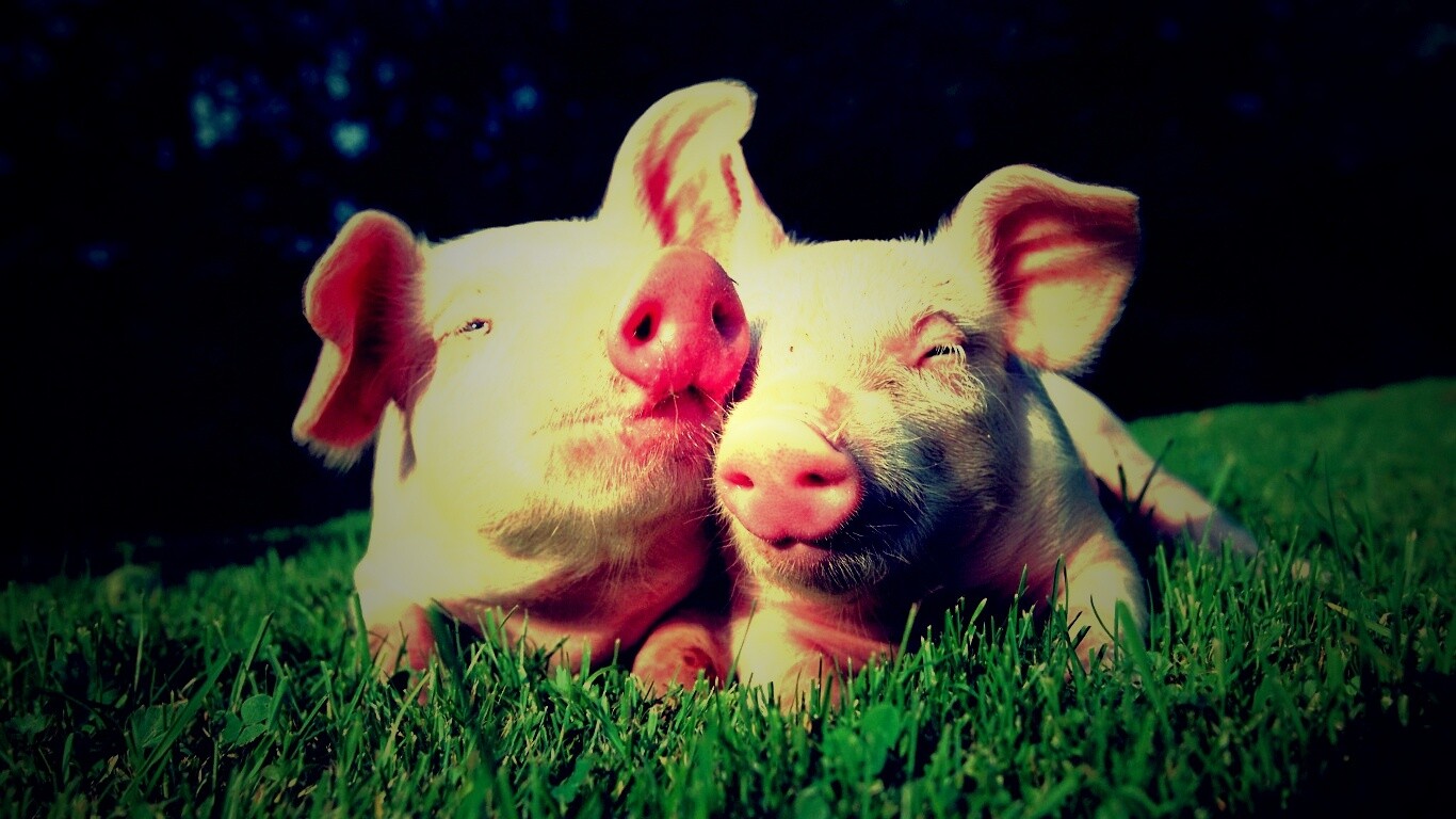 Два поросёнка обои