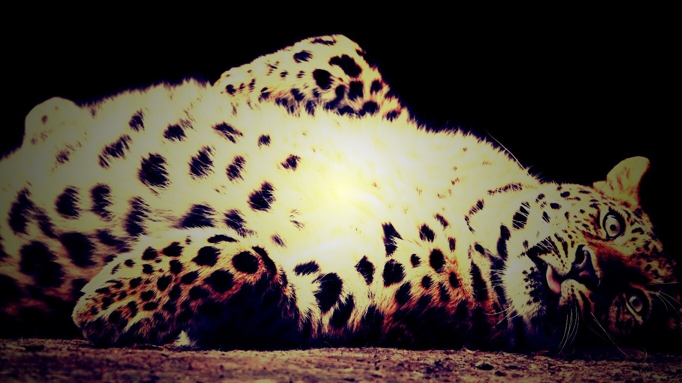 Большая пятнистая кошечка обои