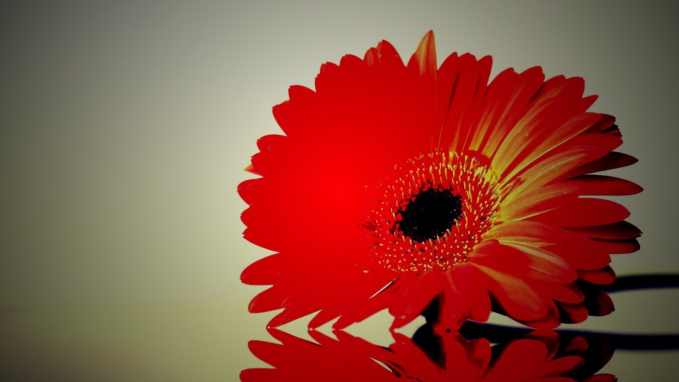 Гербер на стекле обои