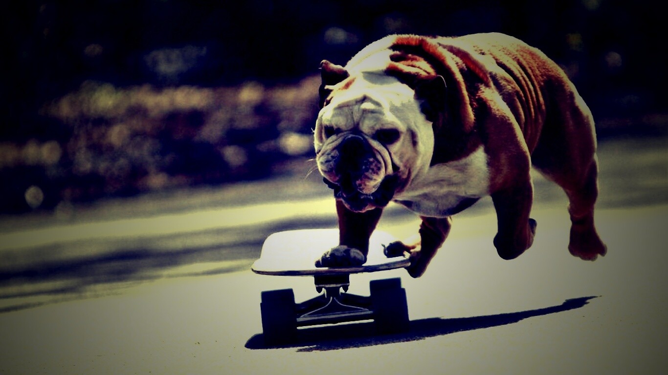 Собака на скейтборде обои