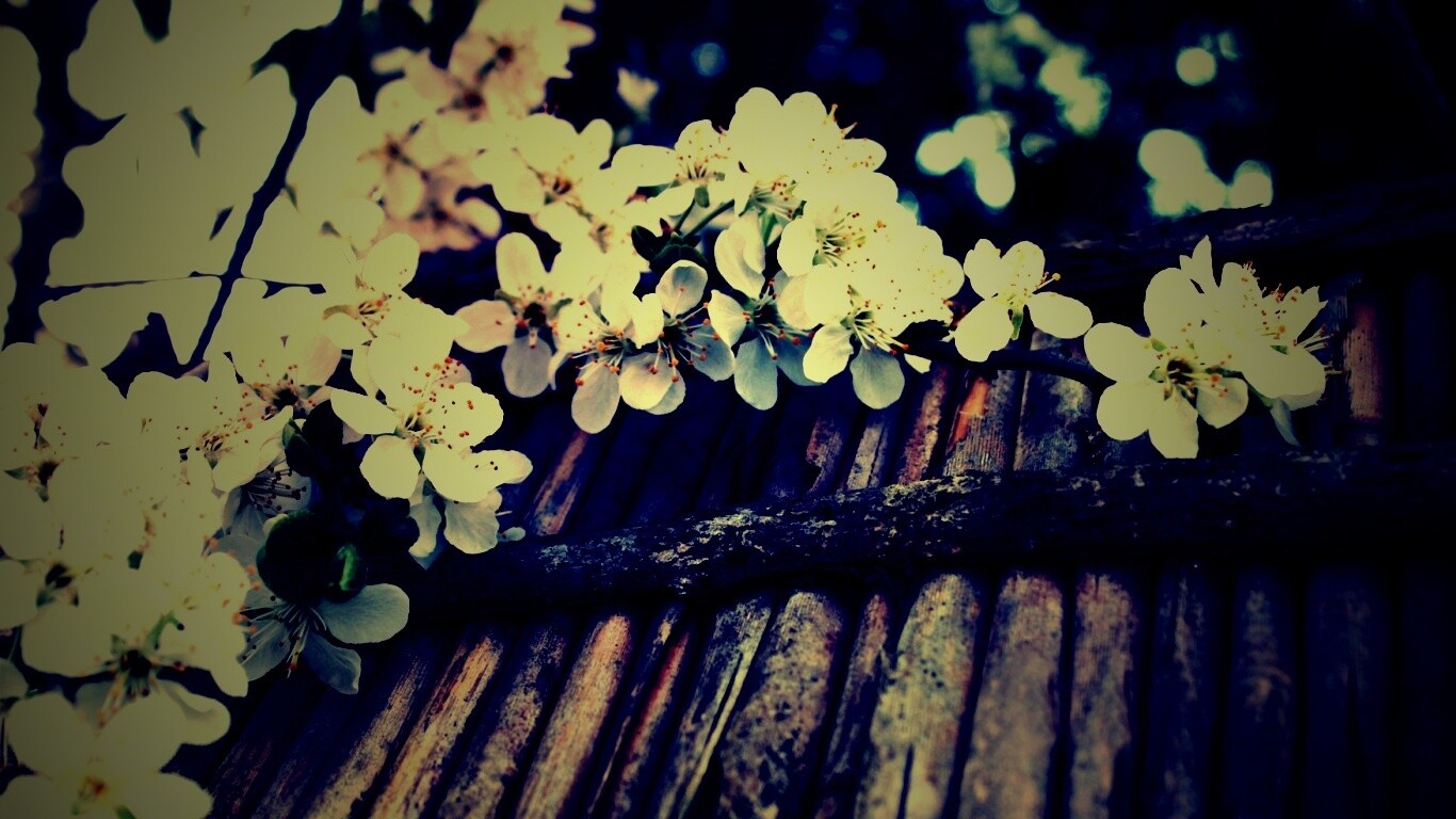 Веточка цветущей вишни обои