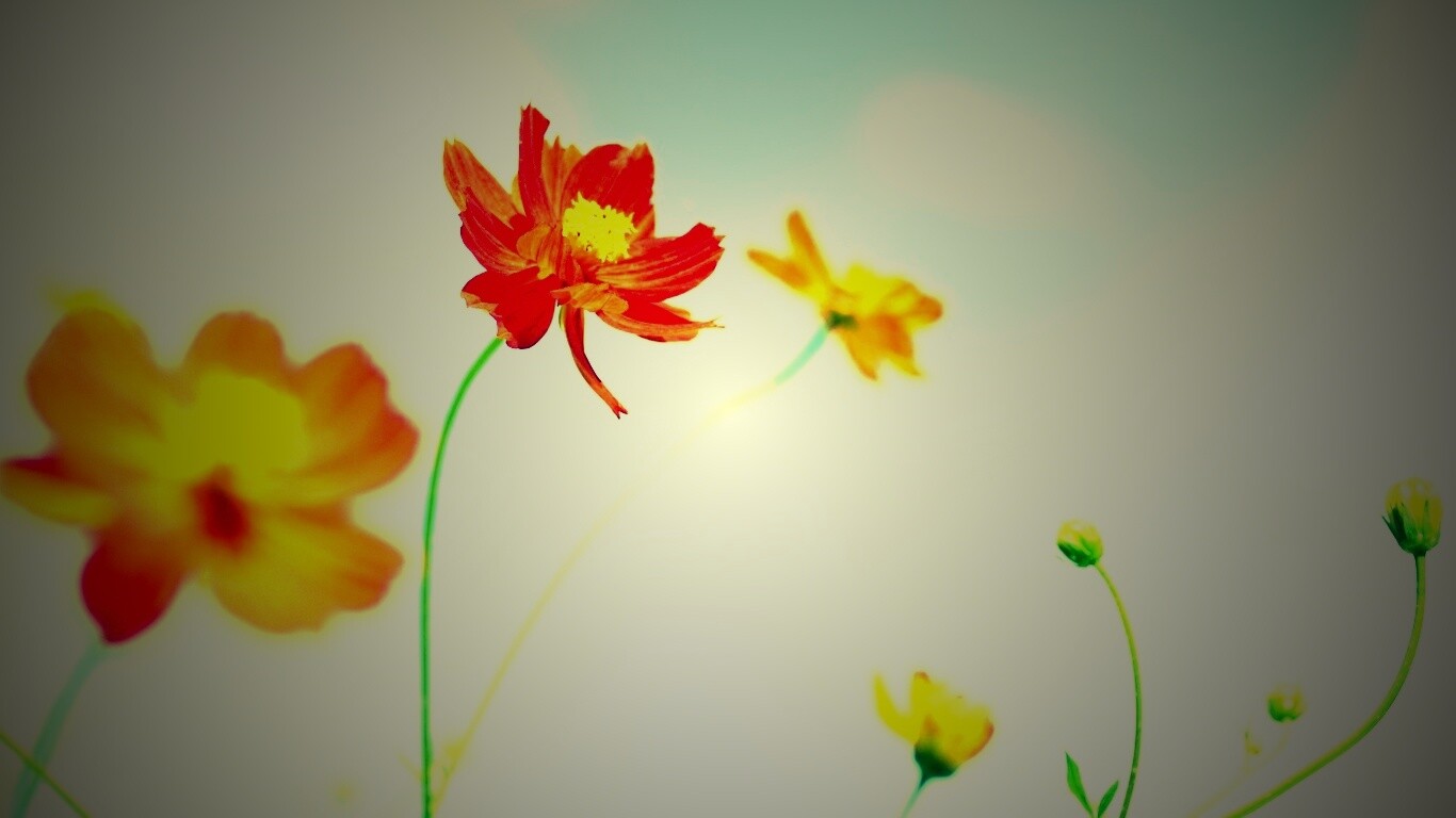 Летние цветы на фоне неба обои