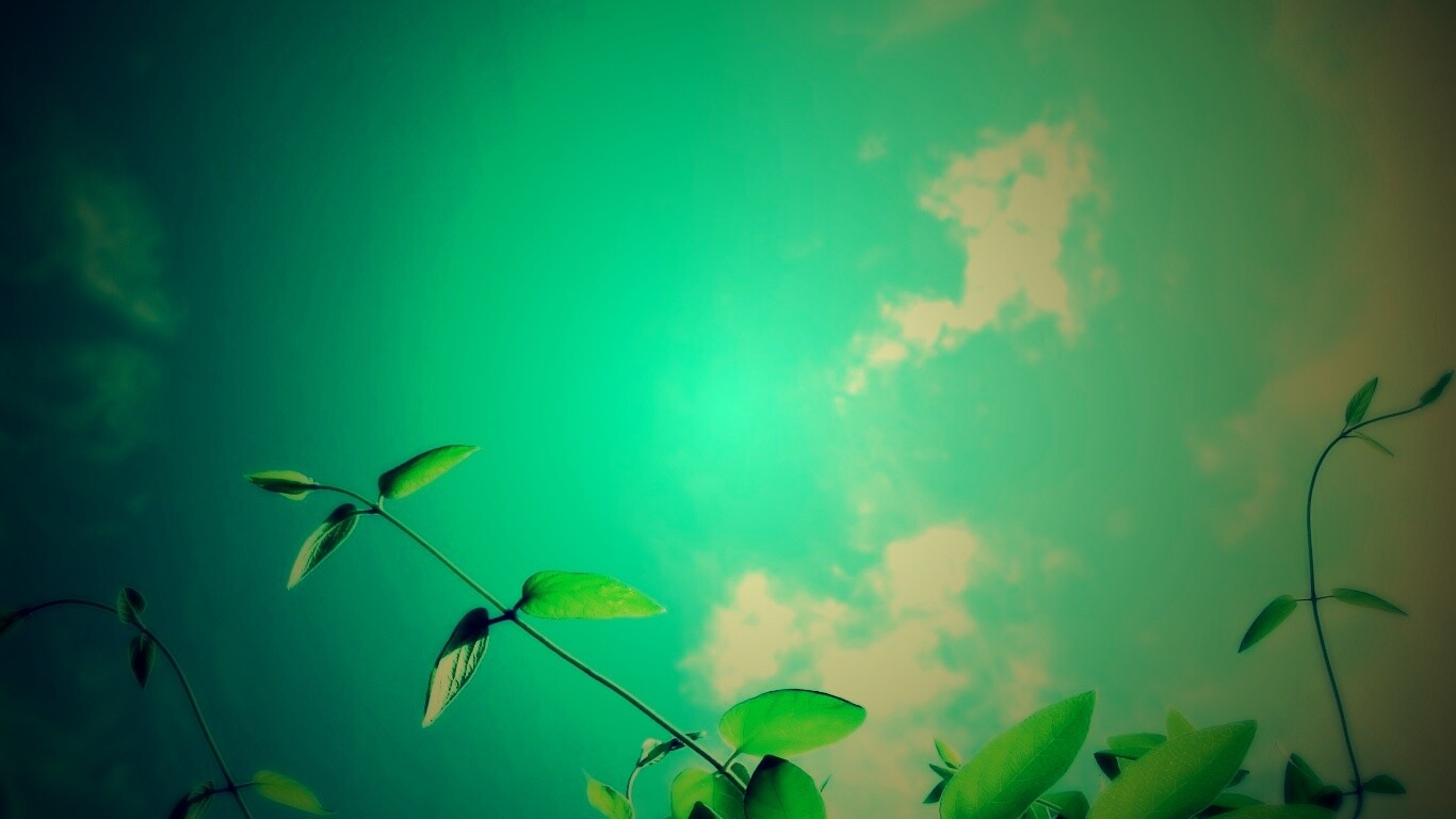 Веточки на фоне неба обои