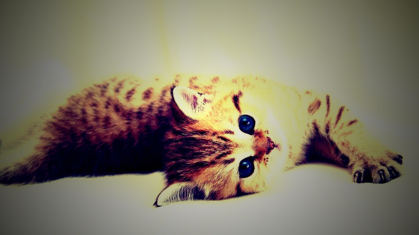 Рыжиый котенок с синим глазами обои