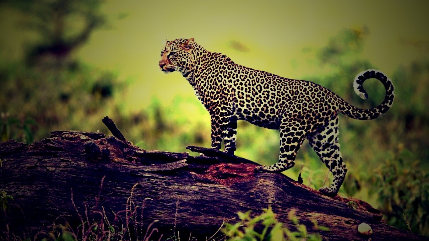 Леопард на природе обои