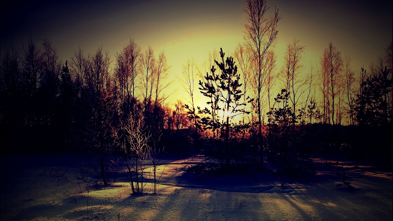 Зимний лес обои