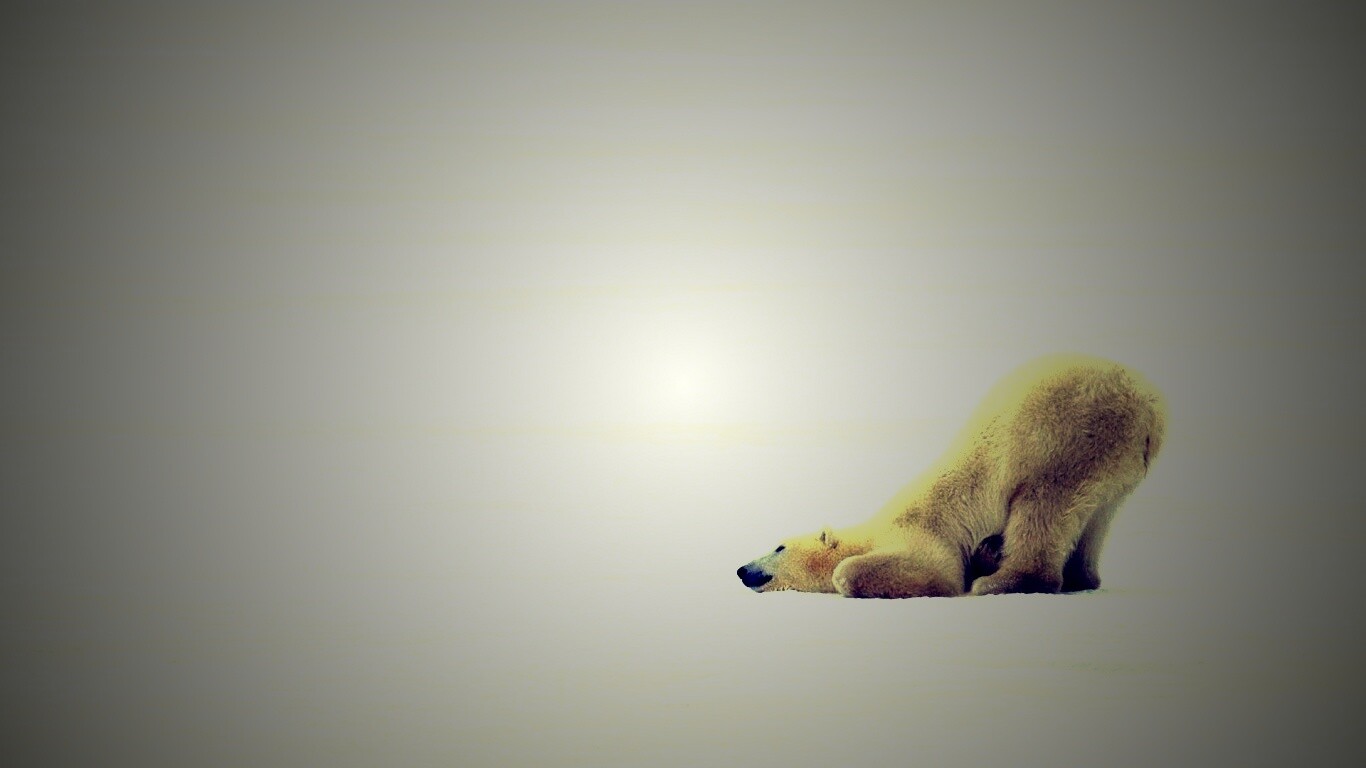Полярный мишка в смешной позе обои