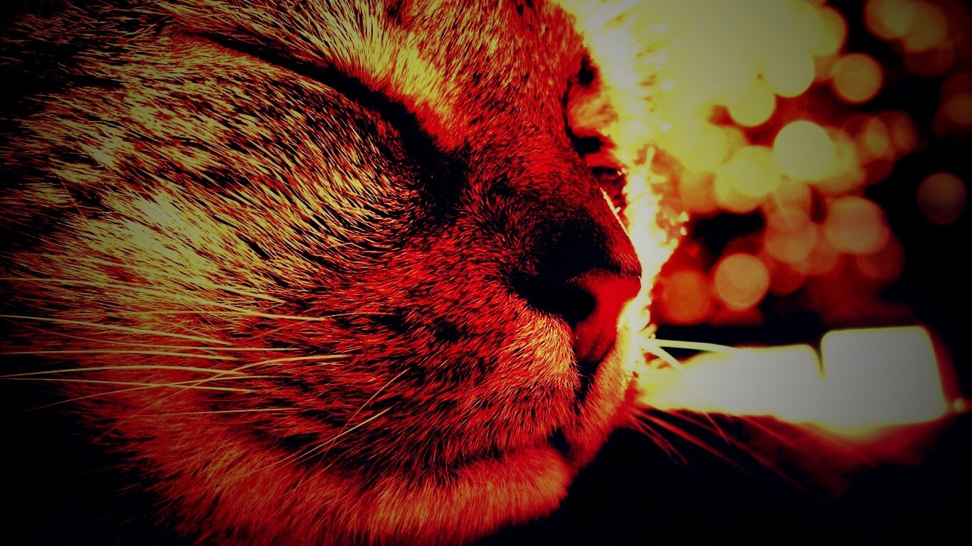 Спящий на солнце рыжий кот обои