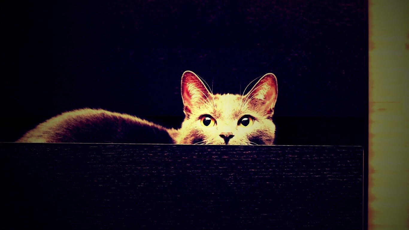 Кот в ящике комода обои