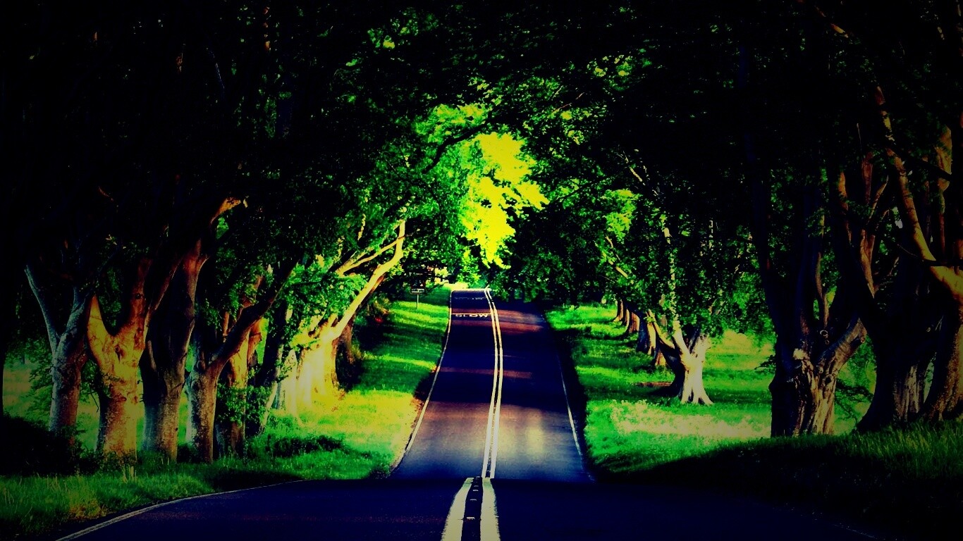 Дорога через лес обои