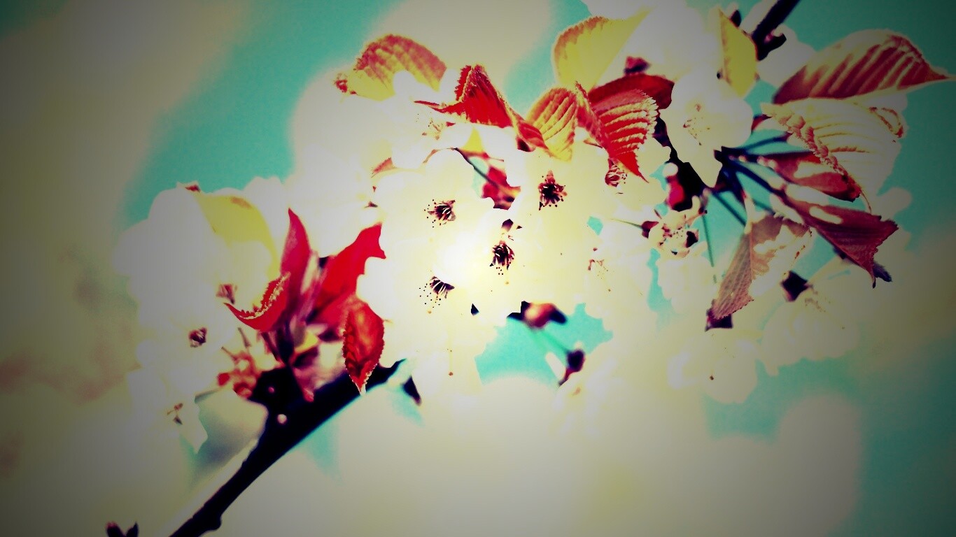 Белые цветы вишни обои