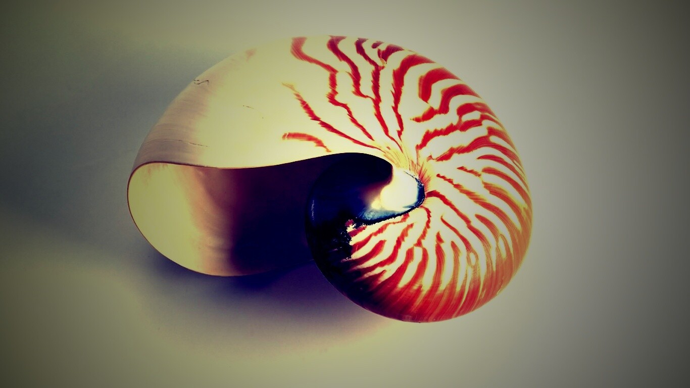 Ракушка в полоску обои