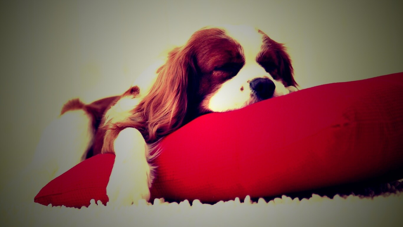 Спящий щенок на красной подушке обои