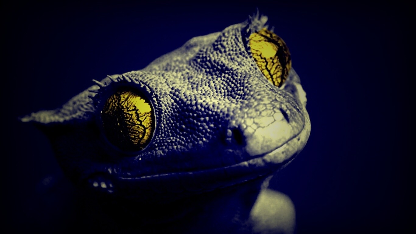 Ящерка обои