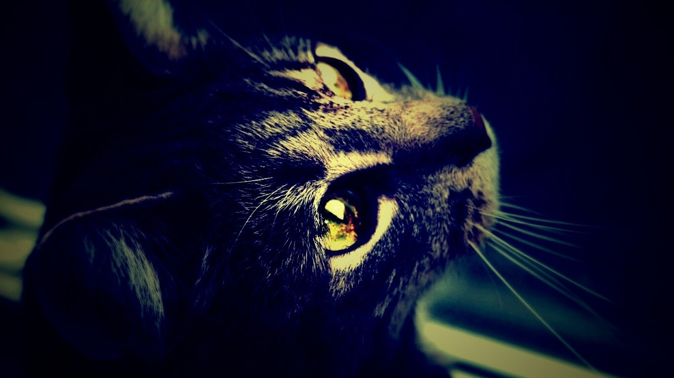 Кот с желтыми глазами обои