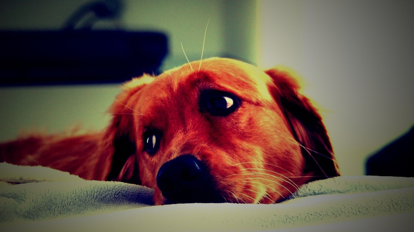 Лабрадор-ретривер обои