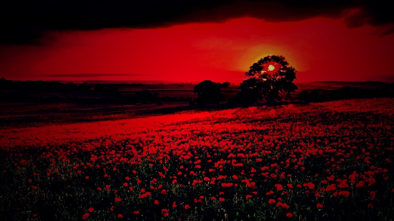 Закат на поле красных цветов обои