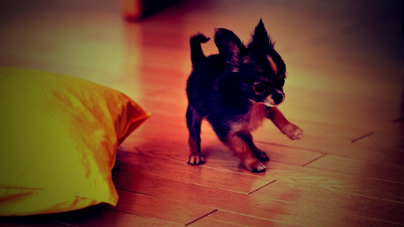 Щёнок той терьера обои