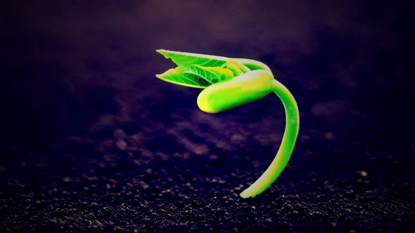 Макро фото зелёного росточка обои