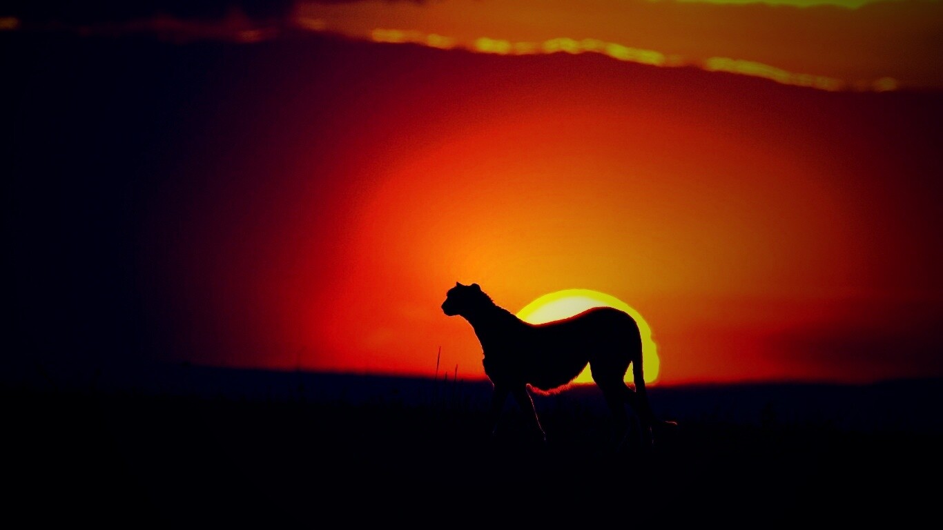 Гепард на закате обои