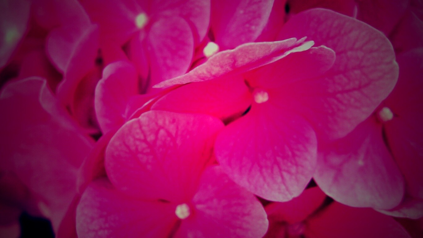 Фиолетовые нежные цветы обои