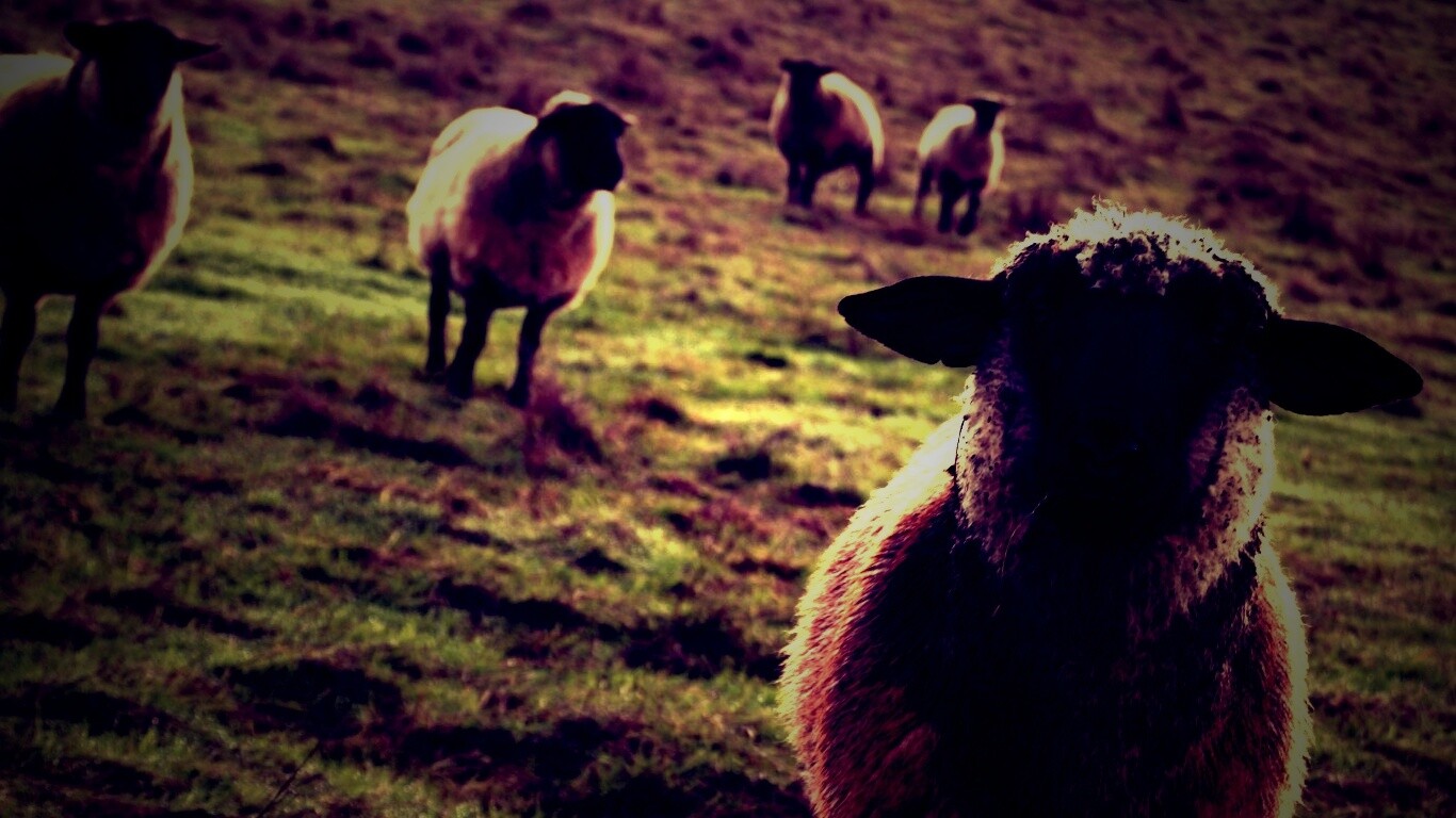 Овцы на пастбище обои