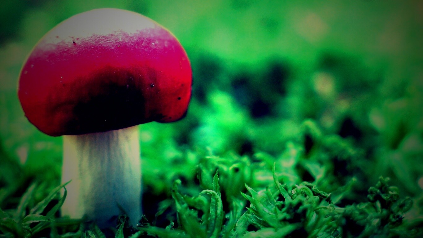 Грибок с красной шапкой обои