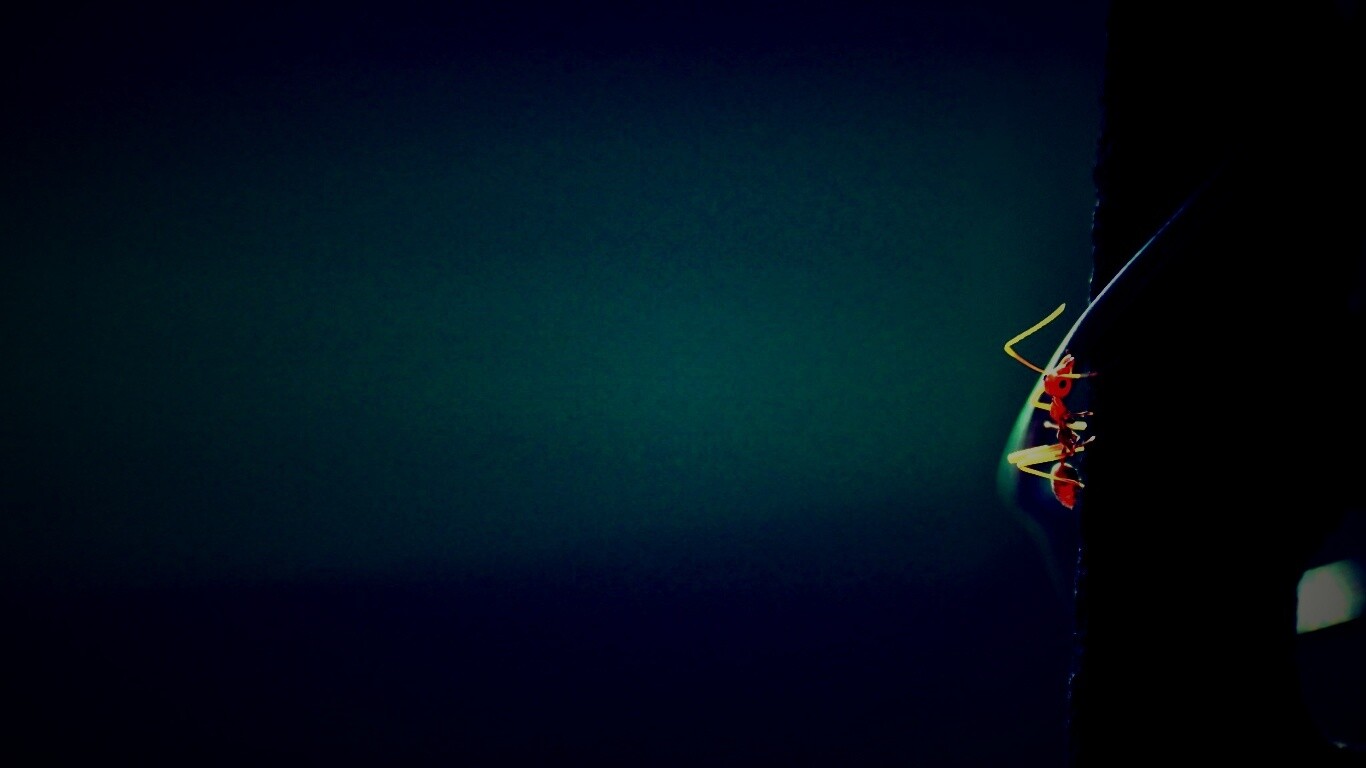 Муравей-пожарник обои